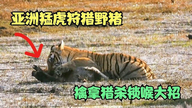 2024澳门正版猛虎报资料,重要解答解释落实_狩猎版37.11.18